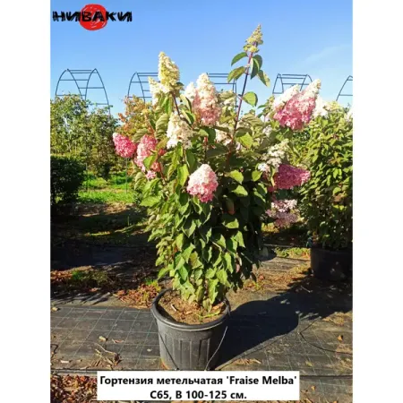 Гортензия метельчатая Фрайз Мельба ø70 h100 - 125 см