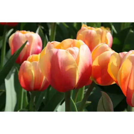 Тюльпан дарвинов гибрид Бьюти Оф Апельдорн, 3 шт.