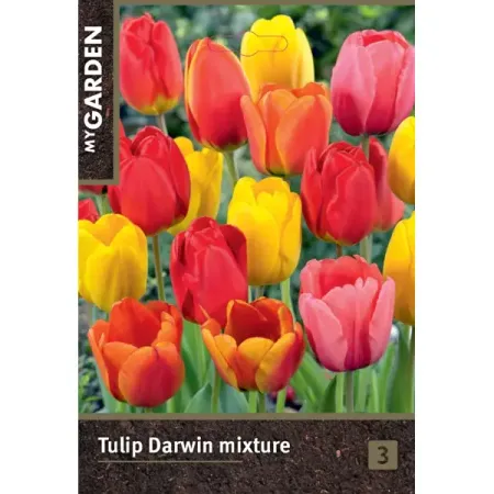 Тюльпан Дарвинов гибрид микс луковицы 10