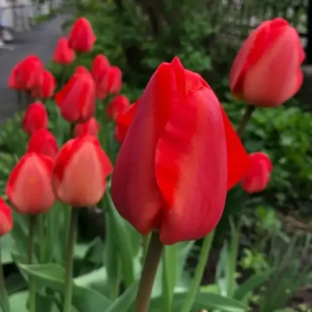 Тюльпан Дарвинов гибрид Апельдорн луковицы 10/11