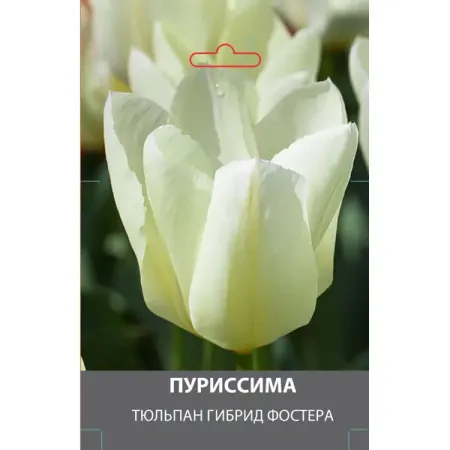 Тюльпан гибрид Фостера Пуриссима луковицы 10/11