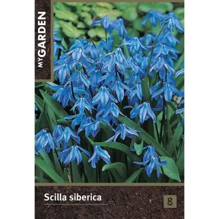 Сцилла cибирская голубая луковицы 6/7
