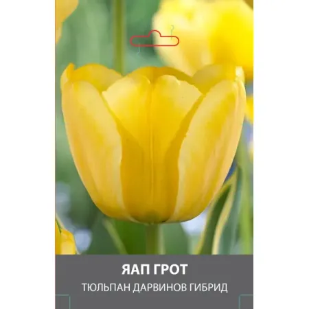 Тюльпан Дарвинов гибрид Яап Грот луковицы 10/11
