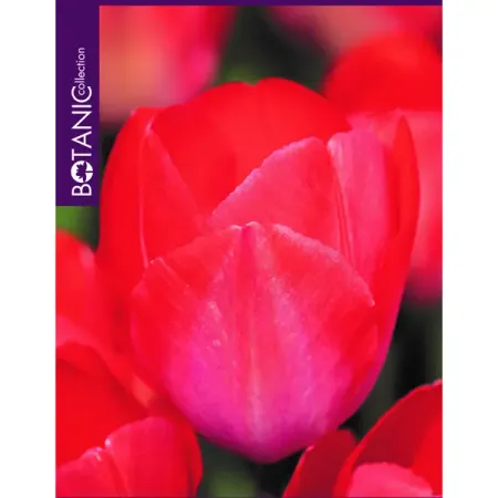 Тюльпан Дарвинов гибрид Ван Эйк луковицы 10/11