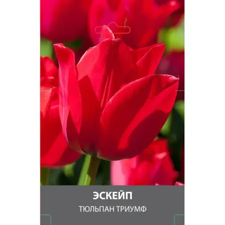 Тюльпан Триумф Эскейп луковицы 10/11