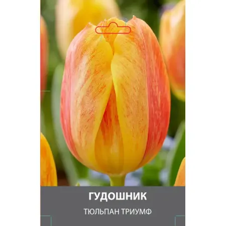 Тюльпан Триумф Гудошник луковицы 10/11