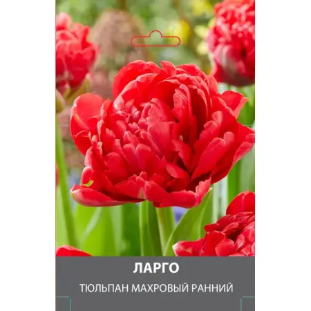 Тюльпан махровый ранний Ларго луковицы 10/11