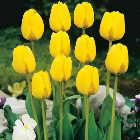 Тюльпан Дарвинов гибрид Голден Апельдорн луковицы 10