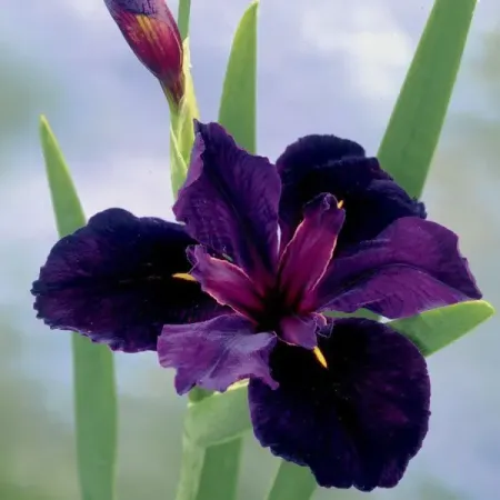 Ирис луизианский Блэк Геймкок