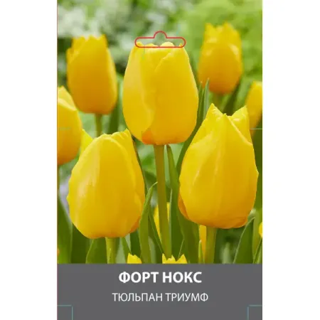 Тюльпан Триумф Форт Нокс луковицы 10/11