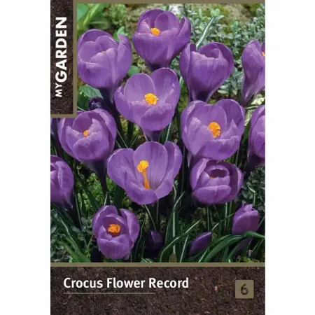 Крокус крупноцветковый Флауэр Рекорд луковицы 7