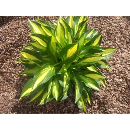 Хоста гибридная Лэйксайд Литтл Тафт