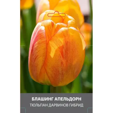 Тюльпан Дарвинов гибрид Блашинг Апельдорн луковицы 10