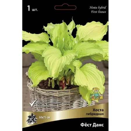 Хоста гибридная Фест Данс