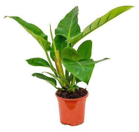 Живое растение лиана Филодендрон Империал грин в горшке d 12 h 25 см, 1 шт