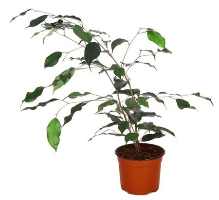 Живое растение Фикус Бенджамина Даниель зеленый дерево в горшке d 12 h 10,5 см, 1 шт