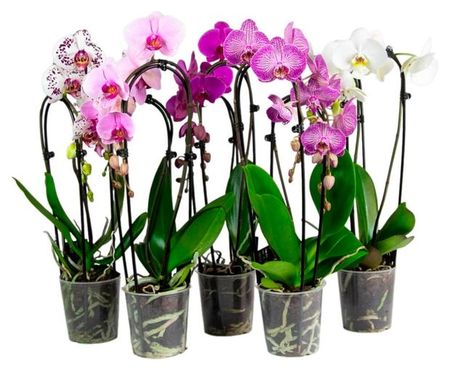 Живое растение Орхидея Фаленопсис Каскад 1 стебель в ассортименте в горшке d 12 h 45 см, 1 шт фиона ламберс призрачная орхидея