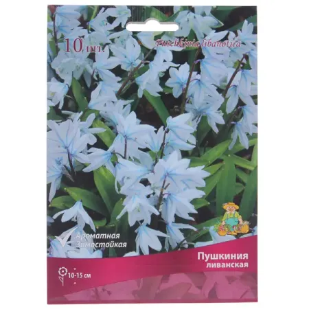 Пушкиния ливанская 6, 10 шт аля кудряшева иногда корабли