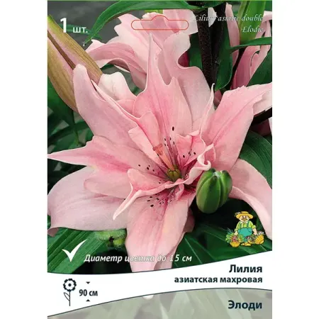 Лилия азиатская махровая Элоди луковица 14/16 1 шт