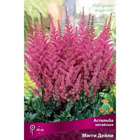 Астильба китайская Мэгги Дейли луковица I кан юйхуа лай сыпин 301 фраза китайская грамматика в диалогах т 2