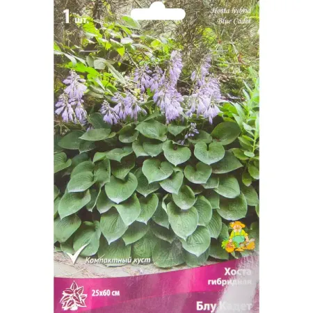 Хоста гибридная Блу Кадет