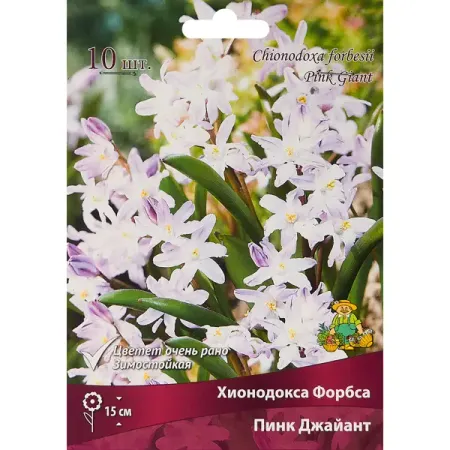 Хинодокса Пинк джайант луковица 5/6, 10 шт. сергей и венедов следы на снегу глядя из за бугра