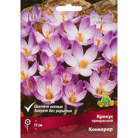 Крокус прекрасный Конкерор луковица 5/7, 10 шт.