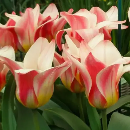 Тюльпан гибрид кауфмана Хартс Дилайт, 5 шт.