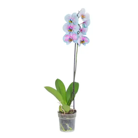 Орхидея Фаленопсис Чудо микс ø12 h70 см