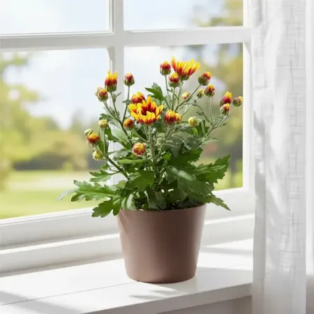 Хризантема микс ø9 h22 см