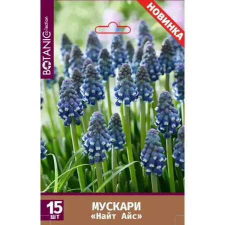 Мускари Найт Айс луковицы 8/9