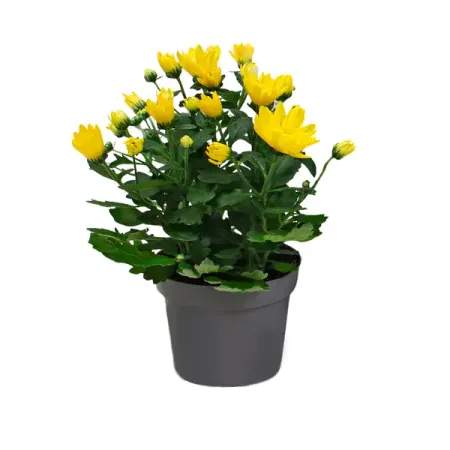 Хризантема Дабл микс ø12 h25 см