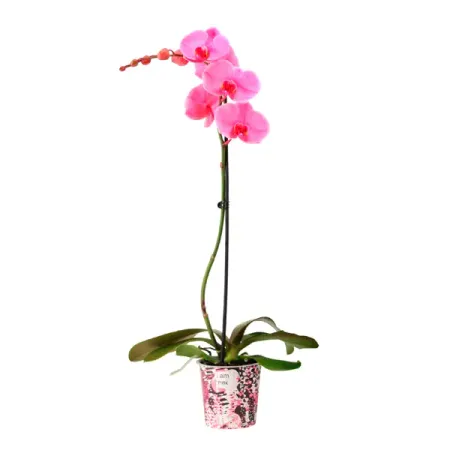 Орхидея Фаленопсис ø12 h55 см орхидея фаленопсис каскад ø12 h45 55 см