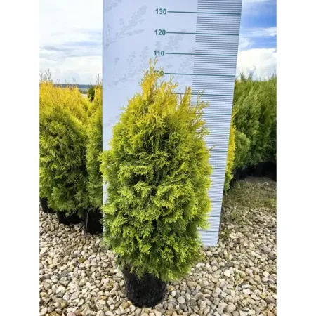 Туя западная Голден Энн ø40 h80 - 100 см