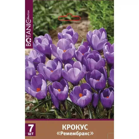 Крокус крупноцветковый Ремембранс луковицы 8/9