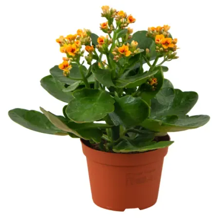 Каланхое Дабл Гуди Делюкс ø10.5 h24 см