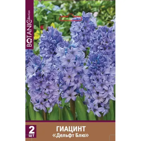 Гиацинт садовый Дельфт Блю луковицы 15/16