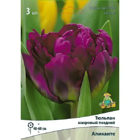 Тюльпан махровый поздний Аликанте 3 шт. тюльпан махровый айс крим банана луковицы 11