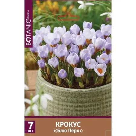 Крокус ботанический Блю Перл луковицы 5/7