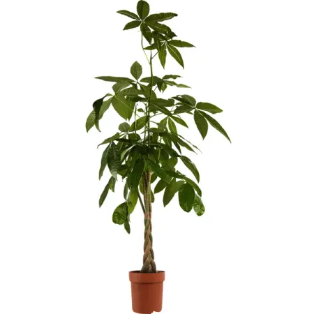 Пахира Акватика ø24 h135 см Росток