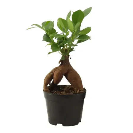 Фикус Джинсенг ø9 h20 см женьшень российский корень сухой мудрый филин 1 шт 50 гр