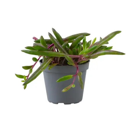 Сенецио Перпл Флеш ø6 h6 см холли джексон хорошая девочка должна умереть