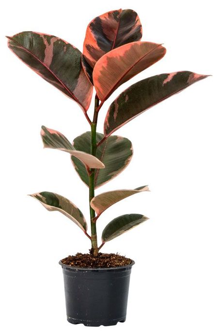 Живое растение Фикус Эластика в ассортименте дерево в горшке d 10, 1 шт