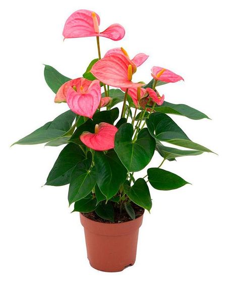 Живое растение Антуриум Роял Пинк розовый в горшке d 12 h 45 см, 1 шт