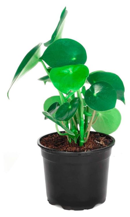Живое растение Пеперомия Ванилла в горшке d 12 h 25 см, 1 шт