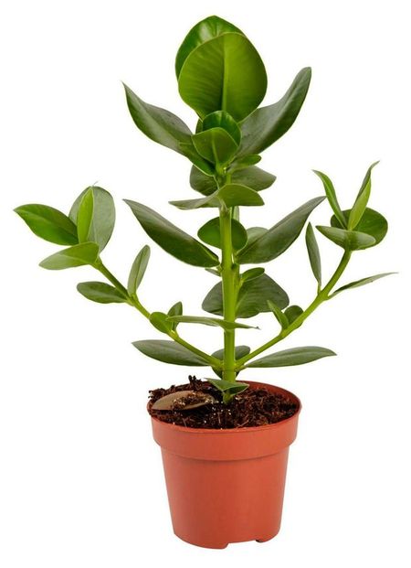 Живое растение Клузия Принцесс в горшке d 12 h 30 см, 1 шт