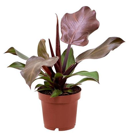 Живое растение лиана Филодендрон Санлайт в горшке d 12 h 25 см, 1 шт