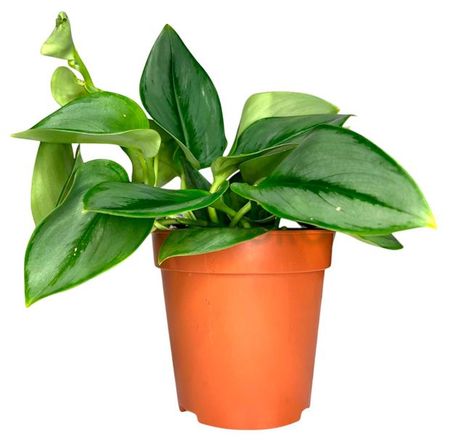 Живое растение Сциндапсус Треби Мунлайт в горшке d 12 h 20 см, 1 шт