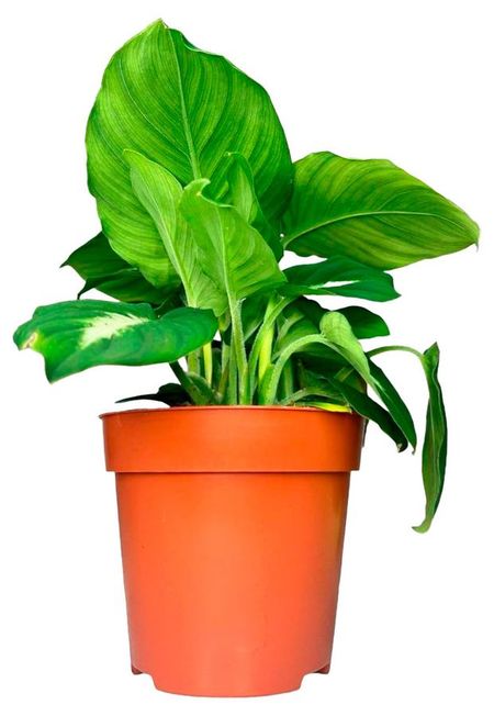 Живое растение Аделонема Кринипес в горшке, d 12 h 25 см светлана викторовна славная чильда растет