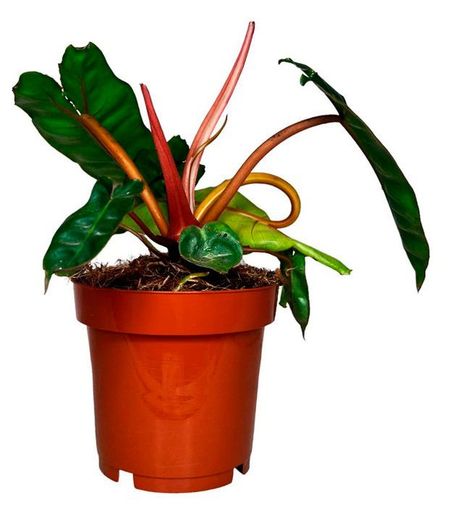 Живое растение лиана Филодендрон Биллитау в горшке d 12 h 25 см, 1 шт